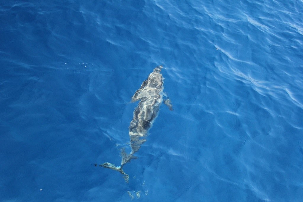 Sailing with Dolphins