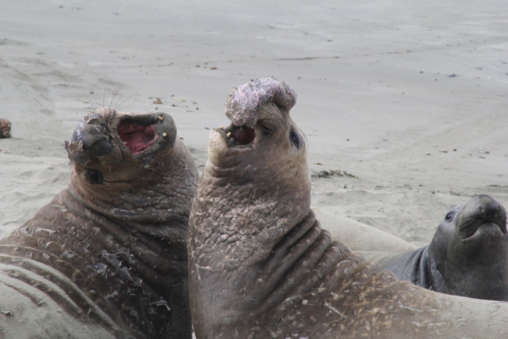 GART Day 4: San Simeon & Madonna&nbsp;Inn