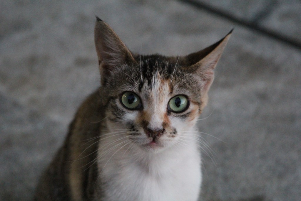 Feral Cats of&nbsp;Greece