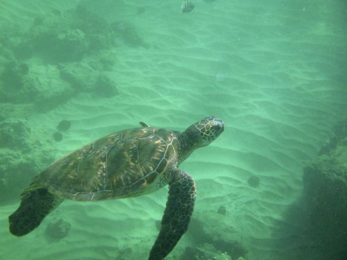 Green Sea Turtle