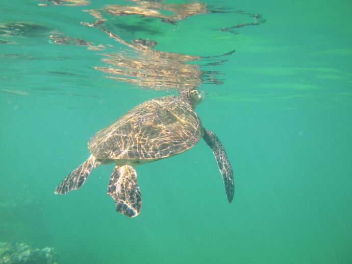 Green Sea Turtle