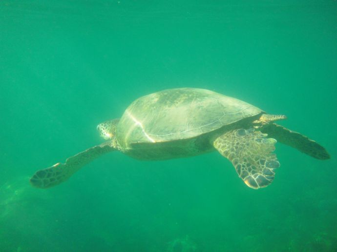 Swimming turtle
