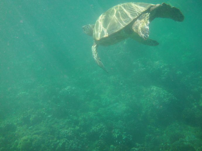 Swimming turtle