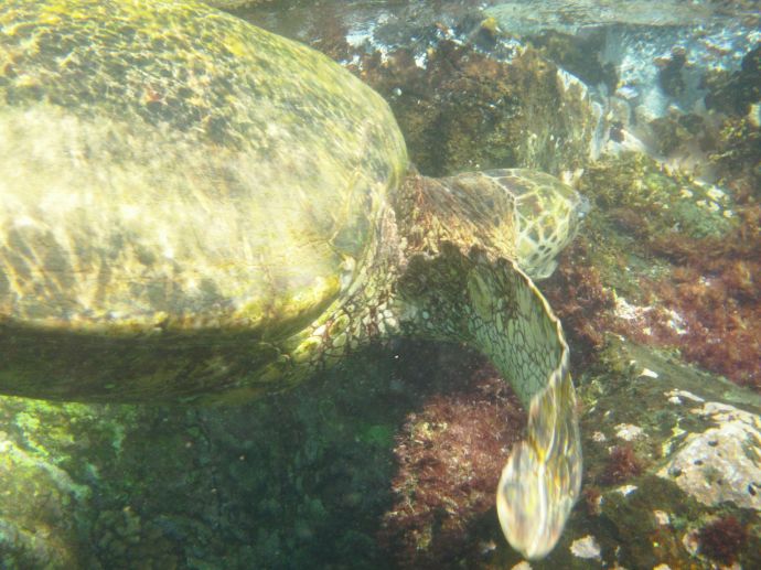 Turtle eating algae