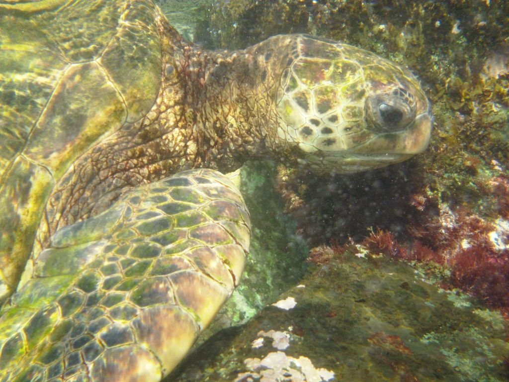 Up Close with Sea&nbsp;Turtles