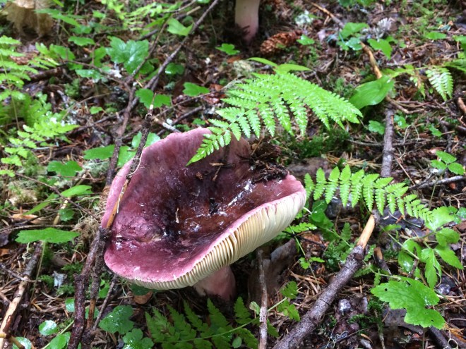 Mushrooms and fungus