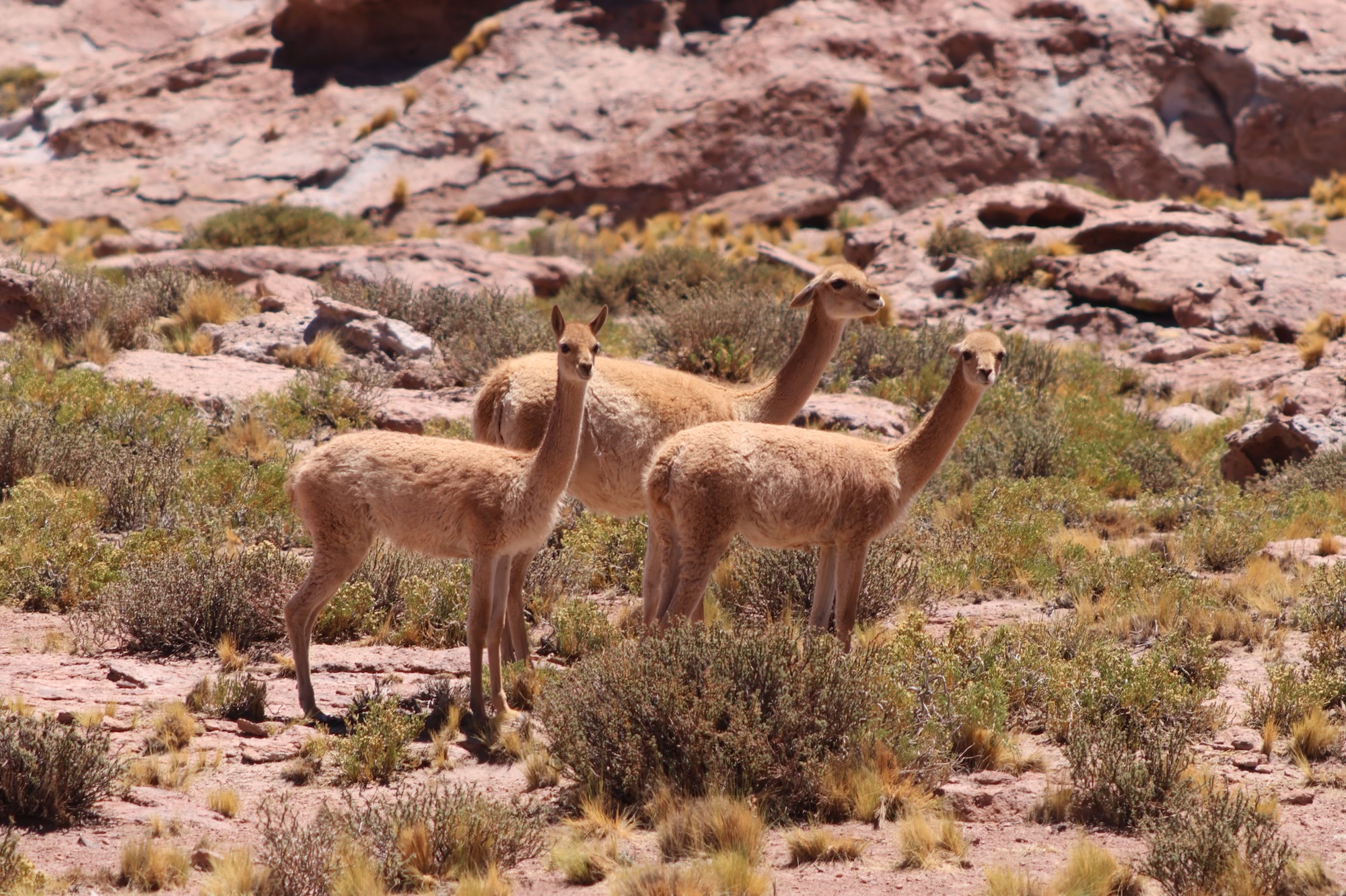 Atacama Desert Wildlife: Flamingos, Vicuña, Llamas & Rhea (Day 2)