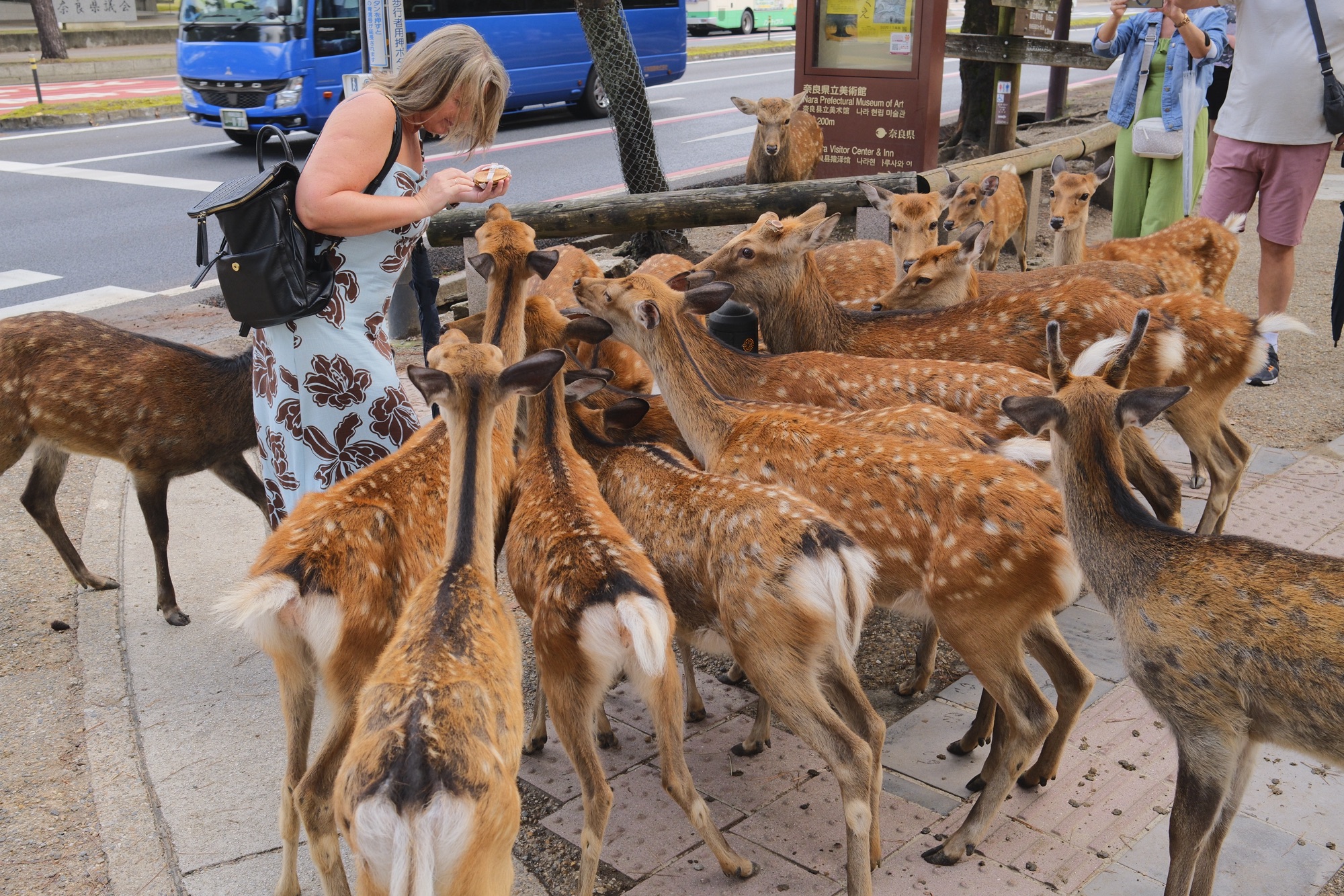 When Vacations Attack! A Gore-geous Day in Nara